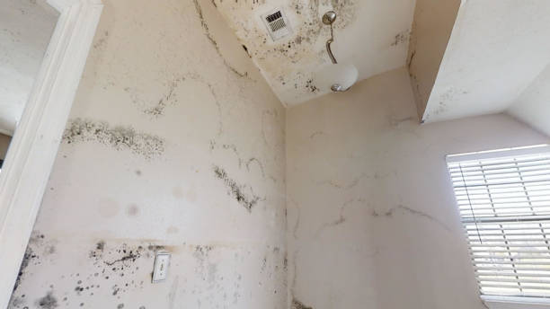 Best Black Mold Removal  in Lester Prairie, MN
